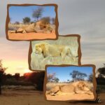 WhatsApp Image 2022-05-15 at 4.18.45 PM (1)