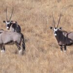 WhatsApp Image 2023-07-04 at 09.46.16