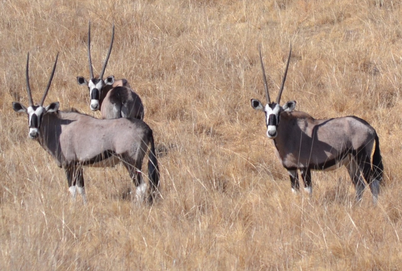 WhatsApp Image 2023-07-04 at 09.46.16